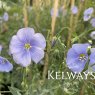Linum perenne