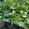 Arum maculatum
