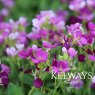 Arabis alpina subsp. caucasica LITTLE TREASURE DEEP ROSE ('Ararosa')