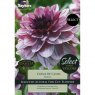 Dahlia 'Creme de Cassis'