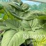 Aralia cordata Thunb.