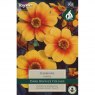 Taylors Bulbs Dahlia Sunshine (1 tuber)