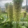 Eucomis bicolor (2 bulbs)