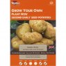 Potato Maris Peer (x10)
