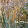 Dianella caerulea CASSA BLUE ('Dbb03' PBR)