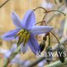 Dianella caerulea CASSA BLUE ('Dbb03' PBR)