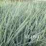 Dianella caerulea CASSA BLUE ('Dbb03' PBR)