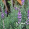 Linaria purpurea