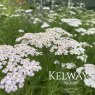 Achillea millefolium