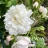 Rosa 'Aimee Vibert' (N)