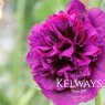 Alcea rosea Chater's Double Group violet-flowered (d)
