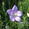 Campanula persicifolia