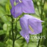Campanula persicifolia