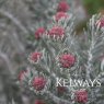 Ozothamnus 'Threave Seedling'