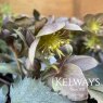 Helleborus x sternii 'Silver Dollar'
