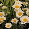 Cota tinctoria 'Sauce Hollandaise'