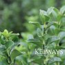 Euonymus japonicus 'Green Rocket'