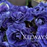 Primula 'Belarina Amethyst Ice' (Belarina Rosette Series)