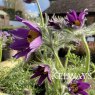 Pulsatilla vulgaris 'Bells Violet' (3 litre pot)