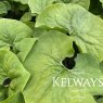Asarum canadense