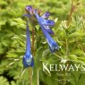 Corydalis 'Craigton Blue'