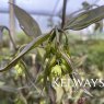 Disporum longistylum 'Night Heron'