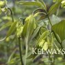 Disporum longistylum 'Night Heron'