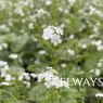 Brunnera macrophylla 'Mister Morse' (v)