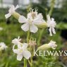 Viscaria vulgaris 'Snowbird'