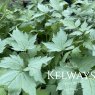 Actaea pachypoda Misty Blue ('Lk05')