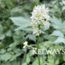 Actaea pachypoda Misty Blue ('Lk05')