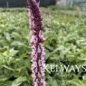Salvia nemorosa Caradonna Pink Inspiration ('Tucarink')