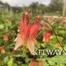 Aquilegia canadensis