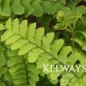 Adiantum pedatum L.