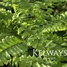 Adiantum pedatum L.