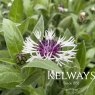 Centaurea montana 'Purple Heart'