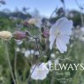 Silene latifolia
