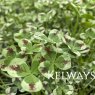Trifolium Dragon's Blood