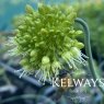Allium obliquum