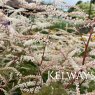 Aruncus 'Misty Lace' (3 litre pot)