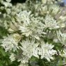 Astrantia major Sparkling Stars White ('Westarwit') (Sparkling Stars Series)
