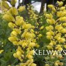 Baptisia 'Lemon Meringue' (Decadence Series)
