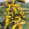 Ligularia 'The Rocket'