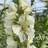 Verbascum olympicum f. album