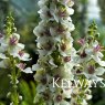 Verbascum chaixii 'Album'