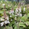 Tiarella wherryi