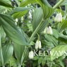 Polygonatum biflorum