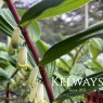 Polygonatum odoratum 'Red Stem'