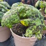 Podophyllum versipelle 'Spotty Dotty' PBR (v)