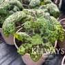 Podophyllum versipelle 'Spotty Dotty' PBR (v)